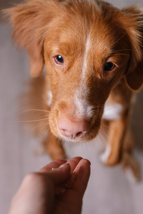 Puppy gently sniffing an outstretched hand during a first introduction.