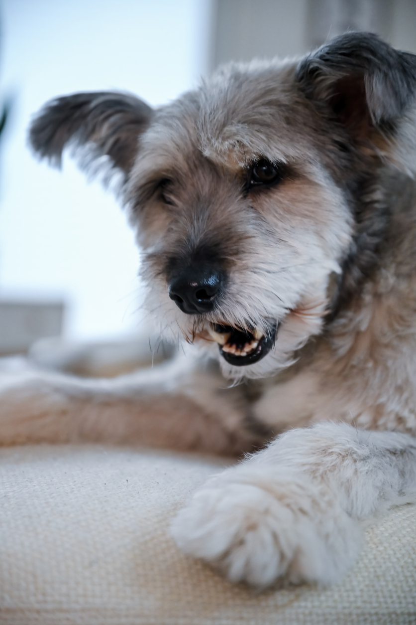 Small black-and-white dog relaxing comfortably at home during daytime companion care.