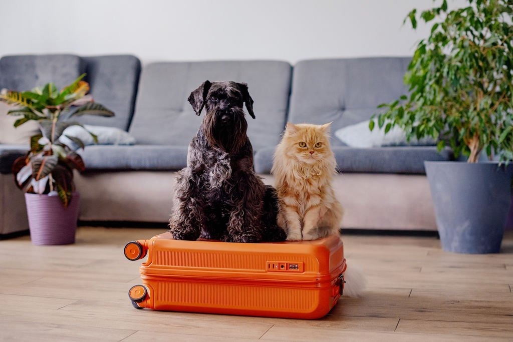 Dog and orange cat relaxing together at home during an extended vacation stay.