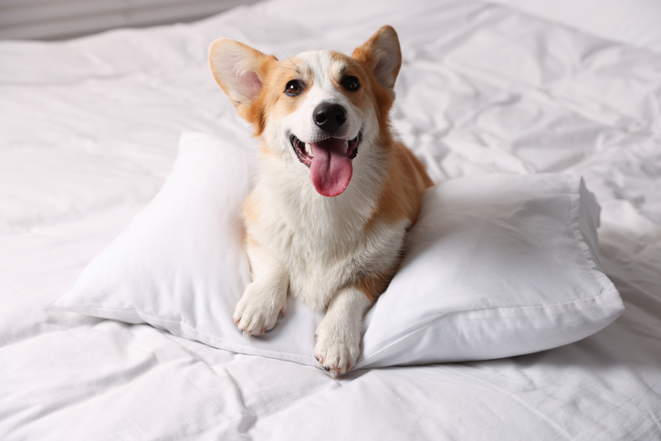 Happy corgi relaxing comfortably at home.